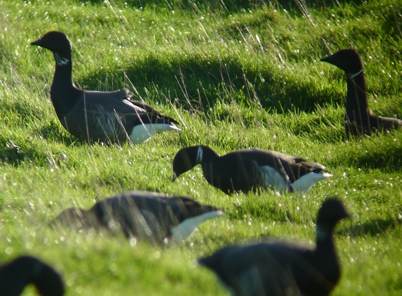 a bad picture of a black brant